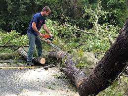 How Our Tree Care Process Works  in  Cambridge, WI