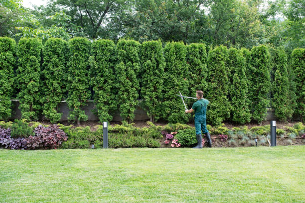 Best Lawn Edging  in Cambridge, WI