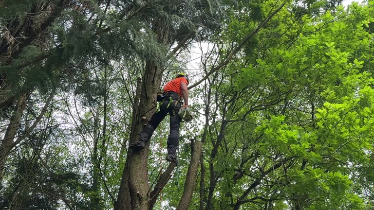 How Our Tree Care Process Works  in  Cambridge, WI