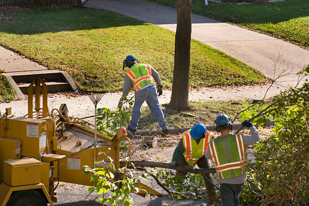 Best Storm Damage Tree Cleanup  in Cambridge, WI