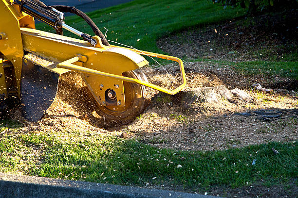 Best Tree Trimming and Pruning  in Cambridge, WI