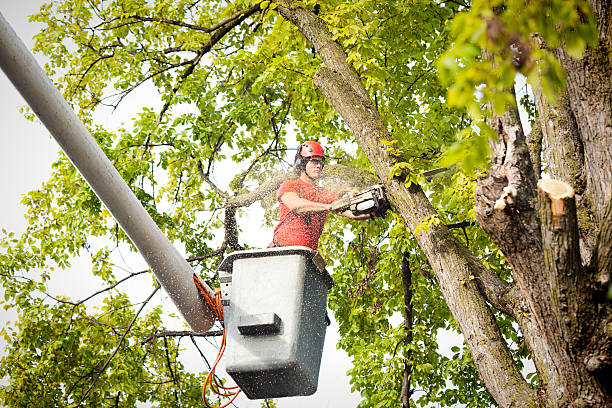 Best Commercial Tree Services  in Cambridge, WI